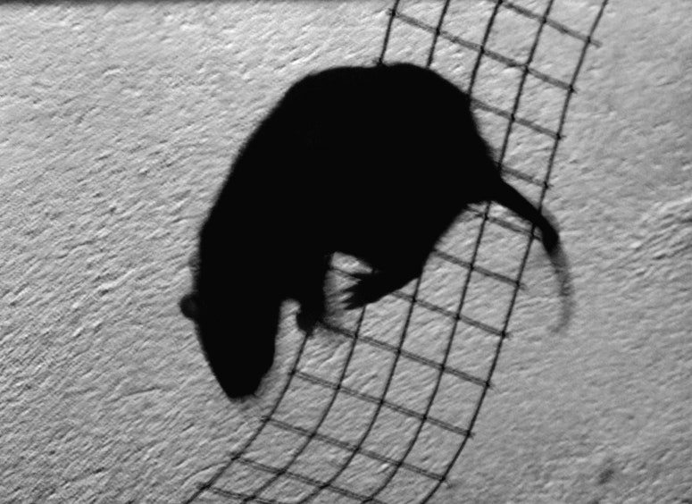 Oh, les rats : les habitants de Hampton paniquent à cause des nuisibles