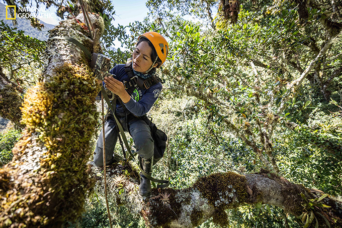 Une femme avec un casque orange s'agenouille sur une branche d'arbre tout en attachant un appareil photo à une autre branche.