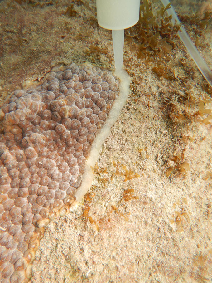 Une image d'un corail avec une pâte blanche qui est le probiotique qui s'y applique