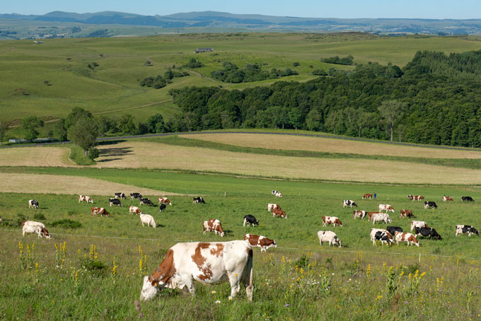 Une photo de vaches paissant dans un champ