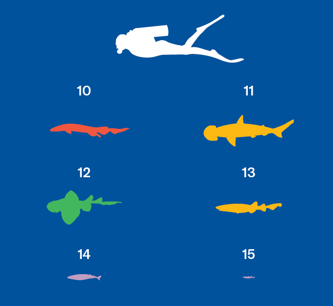 6 contours de requins, le plus grand de ce cluster étant (10) étant un requin volti, le deuxième (11) étant un requin Bonnethead, le troisième (12) étant un requin wobbegong glacé, le quatrième (13) étant un requin houleux, le cinquième (14) un requin gookietter et le sixième (15) étant un narfaire Doux. Dans le coin se trouve un plongeur de plongée pour la comparaison des tailles.