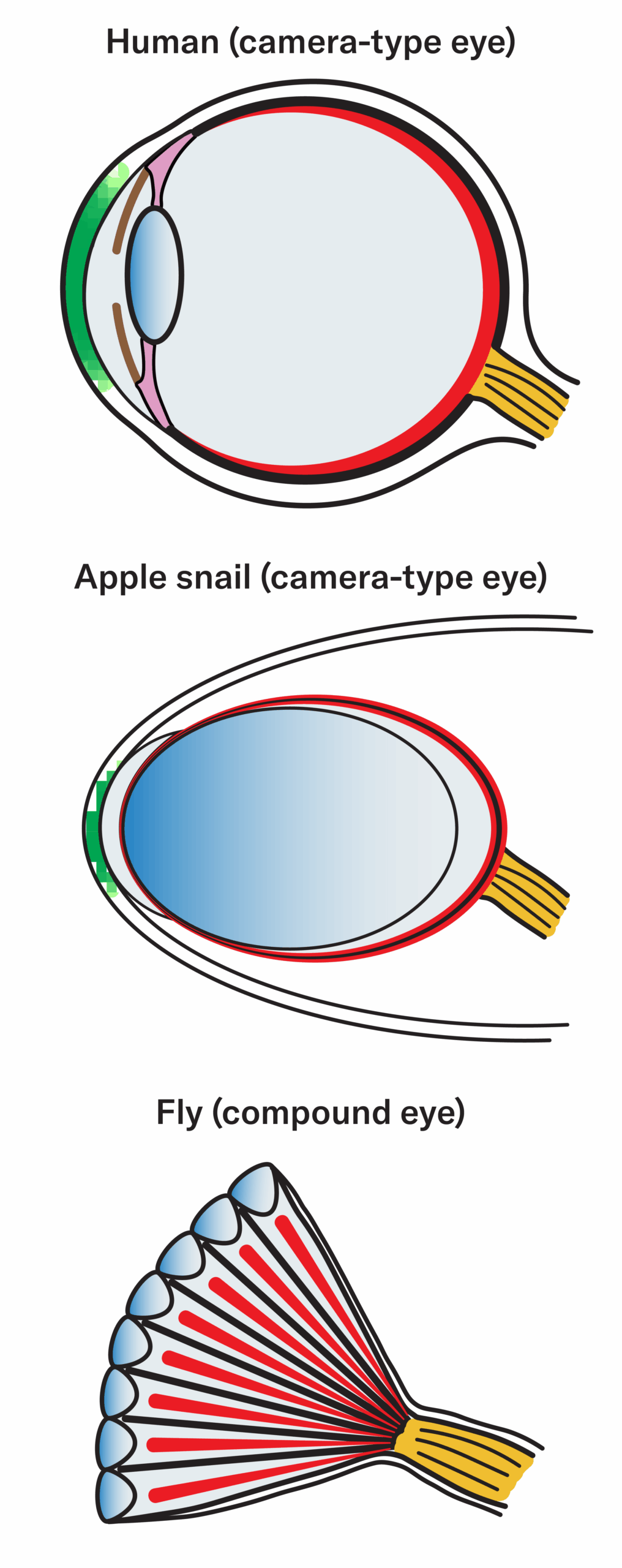 3 illustrations des yeux: un humain (œil de type caméra); un escargot de pomme (œil de type appareil photo); une mouche (œil composé)