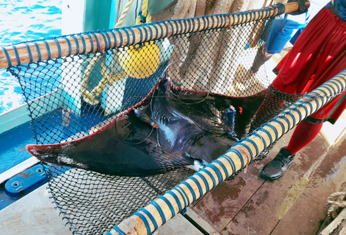 Un rayon sur une civière en filet