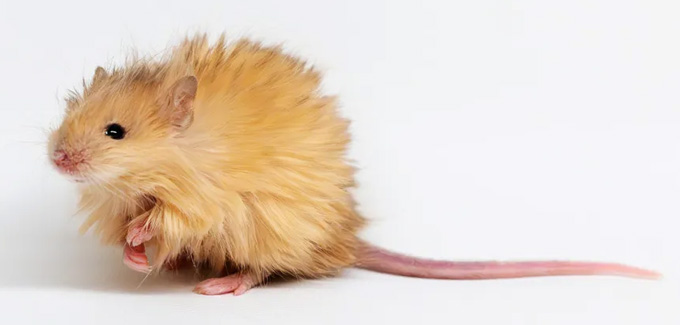 Une souris à fourrure hirsute de couleur dorée est représentée sur un fond blanc.