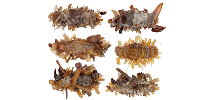 Six images de la chenille surnommée le collecteur d'os la montrent recouverte de morceaux de corps d'autres insectes.