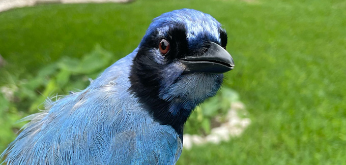 Un oiseau avec une tête principalement noire et un dos bleu donne à la caméra un œil latéral.