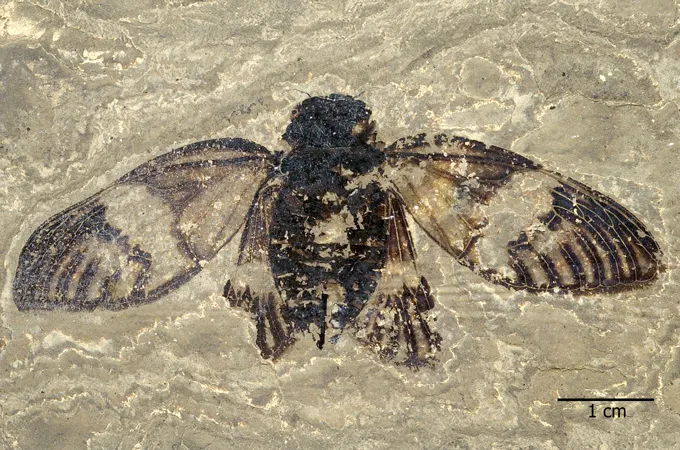Un fossile d'insecte, les ailes déployées, apparaît brun foncé sur une roche brun plus clair.