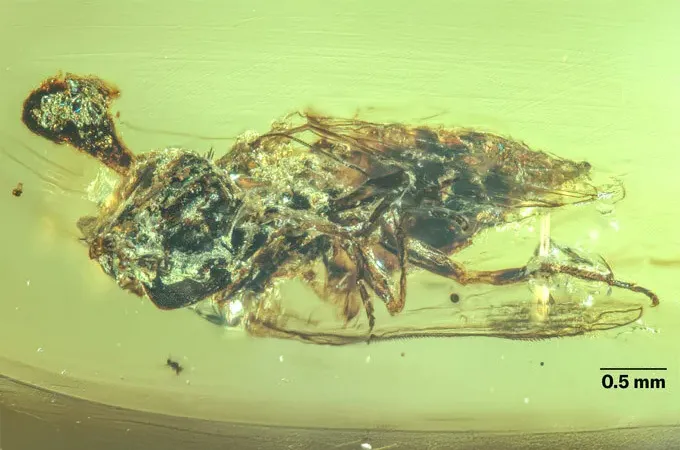 Une forme qui ressemble à une tornade, mais qui est en fait un champignon, dépasse de la tête d'un insecte conservé dans l'ambre.