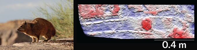 Un daman des rochers s'accroupit sur un rocher sur la photo de gauche. Sur la droite se trouve un fossile qui montre deux longues rainures laissées par un ancien daman, disent les scientifiques.