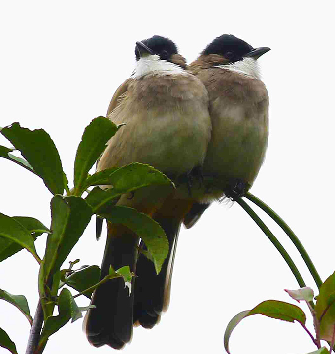 Un couple d’oiseaux à poitrine brune, à gorge blanche et à tête noire, se perchent sur une branche.