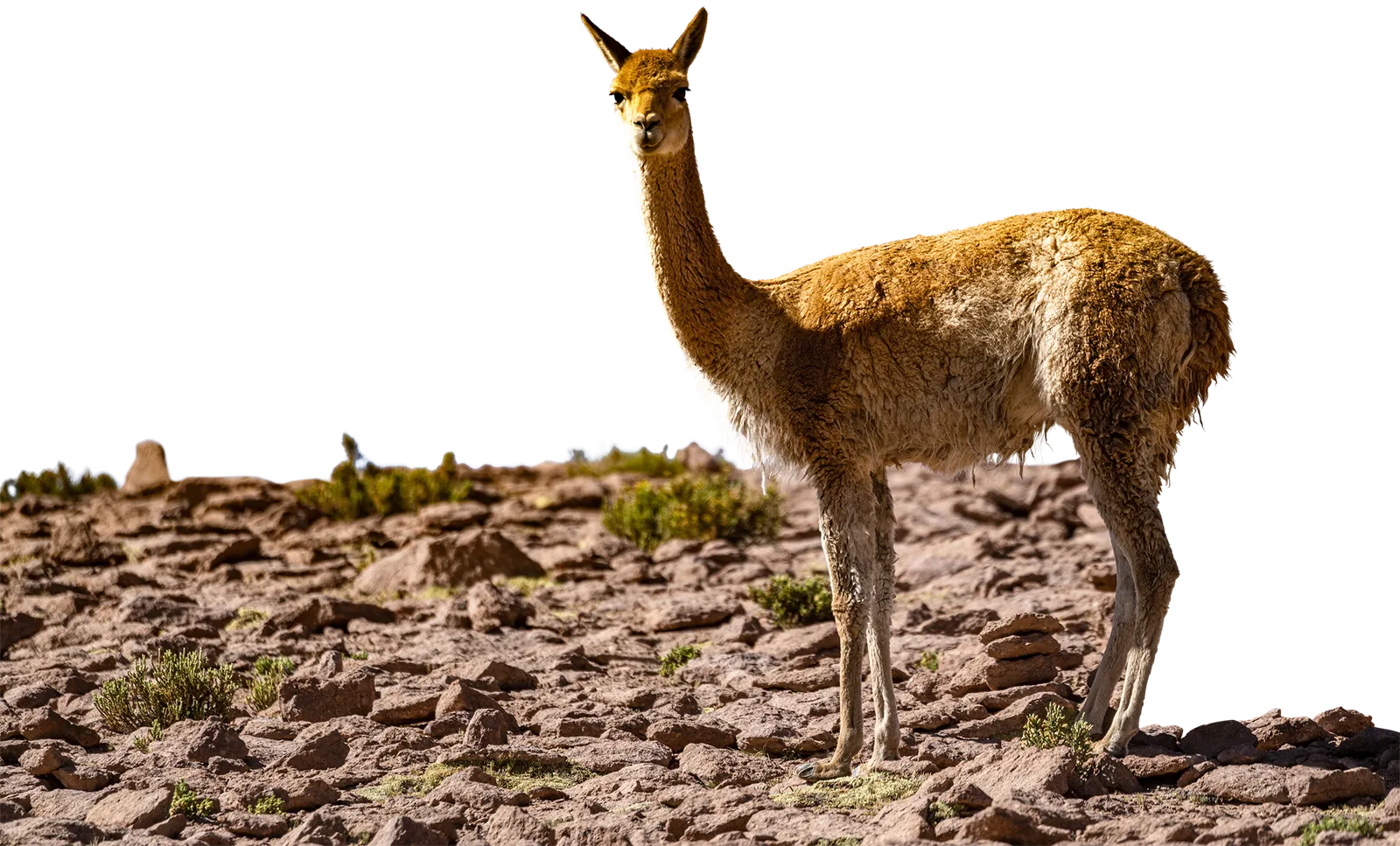 L'image peut contenir des animaux, des antilopes, des mammifères sauvages et des lamas.