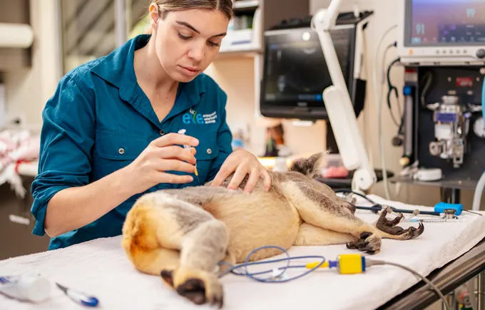 Un chercheur debout derrière une table d'examen donne un vaccin à un koala allongé sur le côté sur la table. Le ventre du koala est face à la caméra et sa tête est à droite. Le couple se trouve dans un laboratoire vétérinaire et entouré de matériel médical.