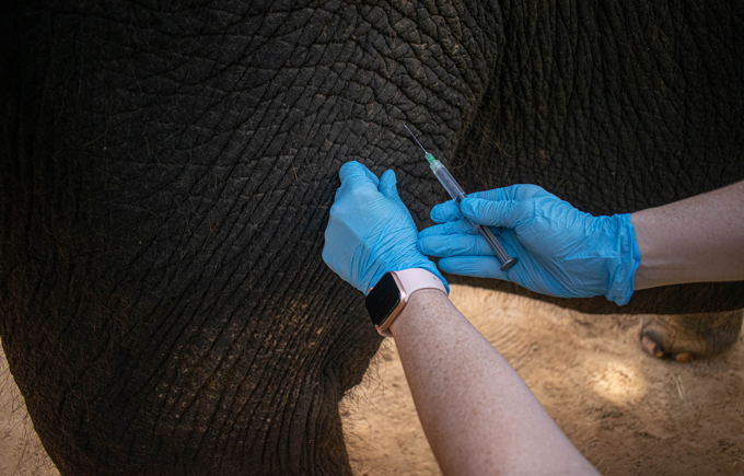 Un chercheur portant des gants en nitrile bleu administre un vaccin sur la cuisse d'un éléphant. L'image est un gros plan et seules les mains du chercheur et la patte de l'éléphant sont visibles.