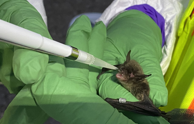Un gros plan montre une petite chauve-souris brune dans les mains d'un chercheur portant des gants en nitrile vert. Un autre chercheur portant également des gants en nitrile vert administre un vaccin liquide dans la bouche ouverte de la chauve-souris à l'aide d'une pipette.