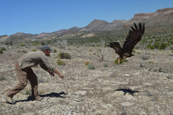 Un aigle adulte vole librement après avoir été marqué avec un émetteur
