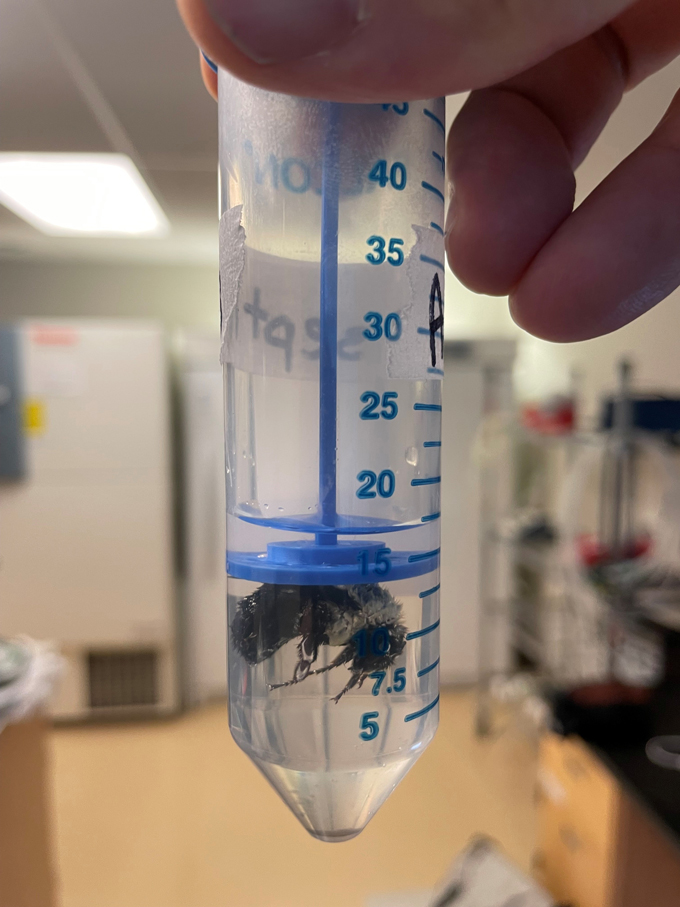 Une reine des bourdons est immergée dans l'eau dans un tube de laboratoire conique en plastique. Un morceau de plastique bleu attaché au capuchon du tube maintient la reine sous la ligne de flottaison.