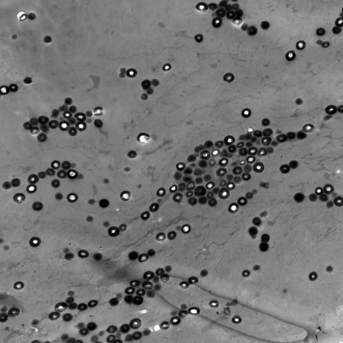 Un grossissement de 1 200 fois des mélanosomes creux et sphériques d'un ornithorynque.