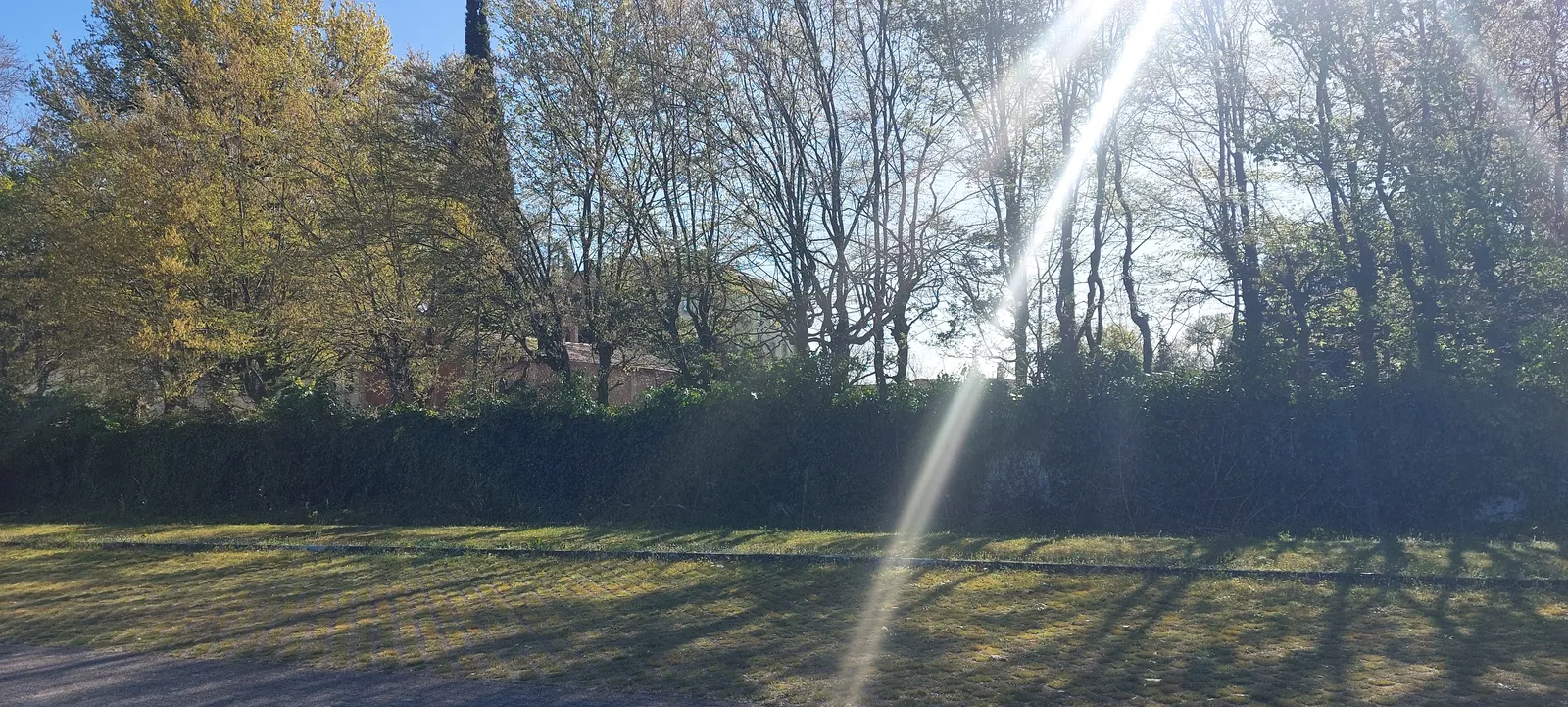 L'image contient peut-être de l'herbe, une plante, une végétation, un terrain, la nature, extérieur, un arbre, une forêt, un ciel, un bosquet et un parc