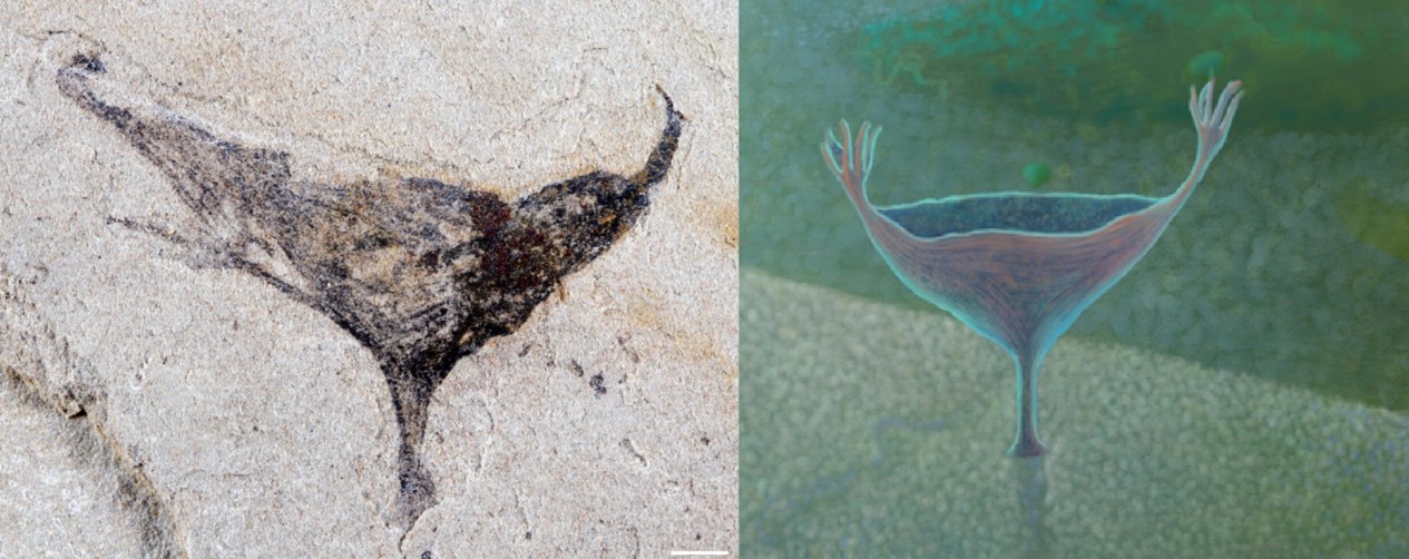 Un fossile à gauche et une illustration à droite d'une créature qui ressemble à un verre à martini