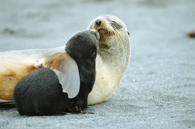 Une photographie d’une otarie à fourrure de l’Antarctique et de son petit. Les phoques, ainsi que les manchots empereurs, sont désormais considérés comme en voie de disparition.