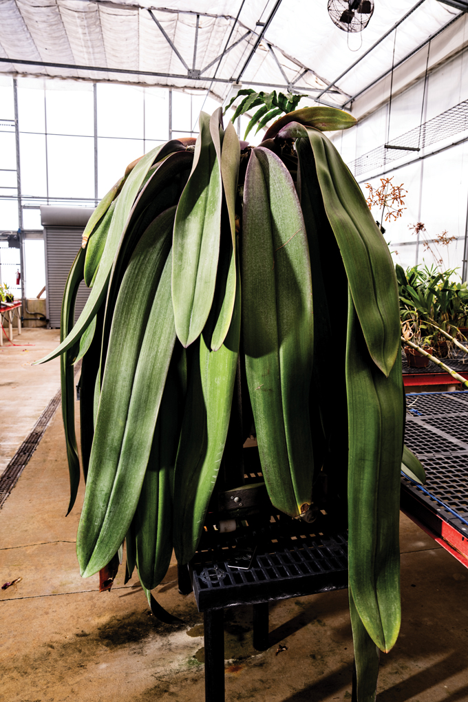 Une orchidée géante dont les feuilles ressemblent à des langues.