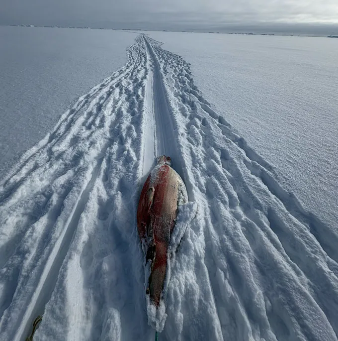Un skieur du Groenland traîne derrière lui une carcasse de phoque.