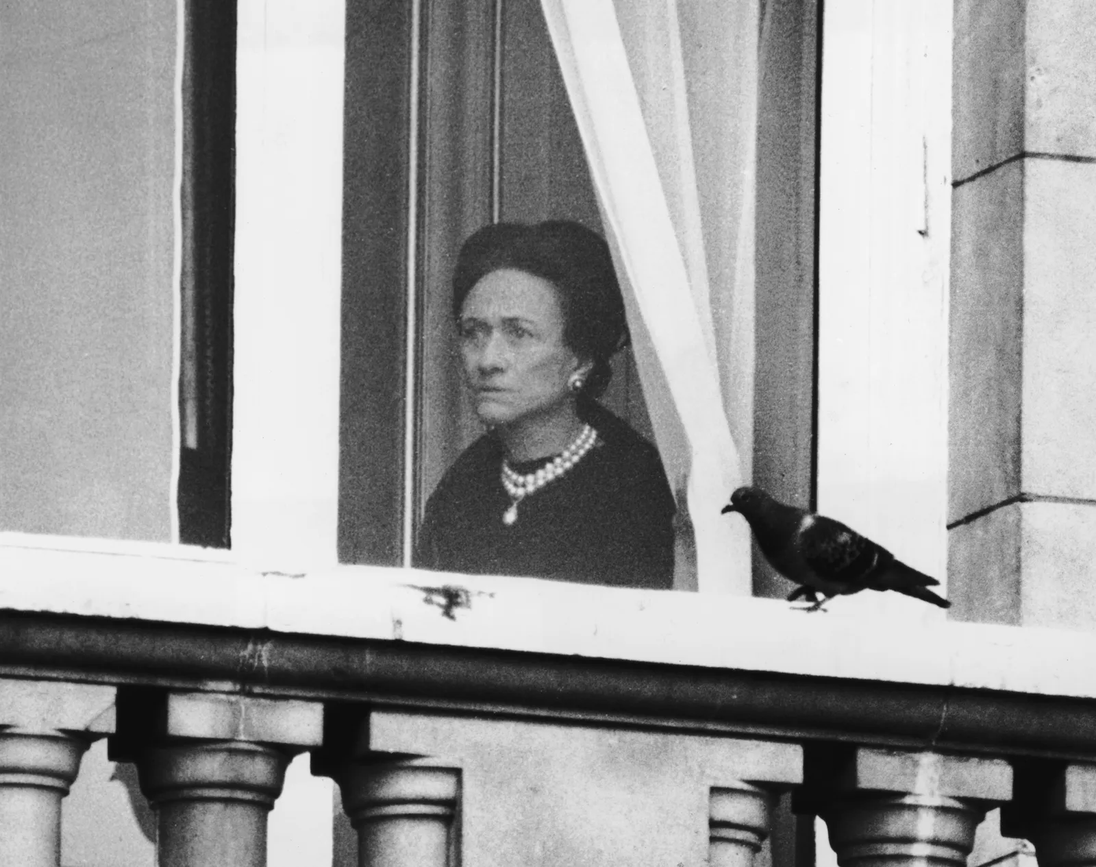L'image peut contenir Wallis Simpson Personne Adulte Animal Oiseau Visage et tête