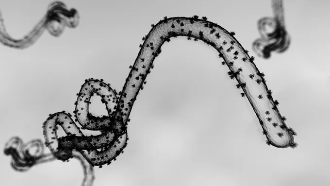 Une illustration en noir et blanc montre un long filament recouvert de petites taches sur sa surface.