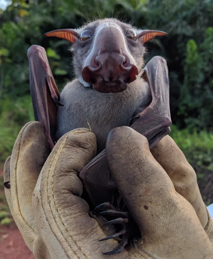 Une chauve-souris à tête de marteau est représentée tenue par des mains portant des gants de travail épais