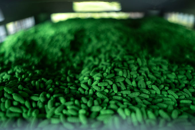 Une caisse remplie de dizaines de milliers de petites pupes de vers bouchères, teintes en vert.