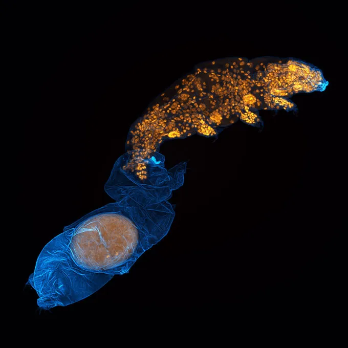 Un tardigrade émerge de son enveloppe extérieure, laissant un œuf à l'intérieur.