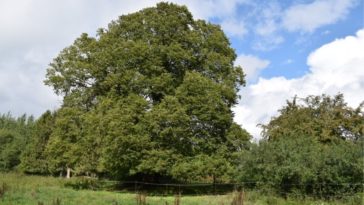 arbre menacé d'extinction