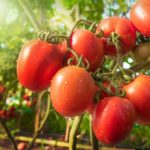 tomate sécheresse resistance
