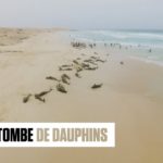Cap-vert : 163 dauphins échoués sur une plage