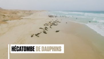 Cap-vert : 163 dauphins échoués sur une plage