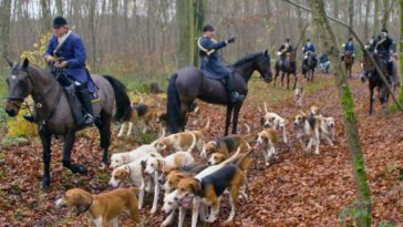 Quand une chasse à courre terrorise le village jusque devant l'école maternelle