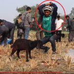 Au Népal a lieu actuellement le plus grand massacre de masse d’animaux au monde