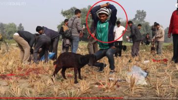 Au Népal a lieu actuellement le plus grand massacre de masse d’animaux au monde