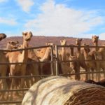 Australie: des tireurs d'élite vont abattre 10.000 dromadaires sauvages