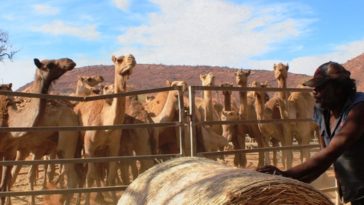 Australie: des tireurs d'élite vont abattre 10.000 dromadaires sauvages