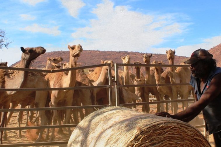 Australie: des tireurs d'élite vont abattre 10.000 dromadaires sauvages
