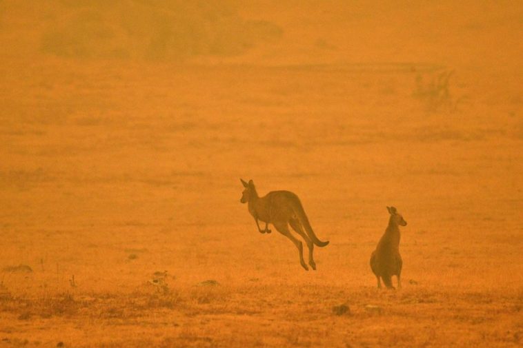 Plus d'un milliard d'animaux tués en Australie selon une estimation «très prudente»
