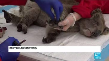 Australie : seulement 9000 des 46 000 koalas ont survécu sur l’île Kangourou