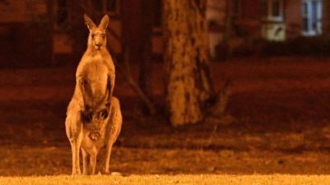 Un demi milliard d'animaux sont déjà morts dans les incendies en Australie