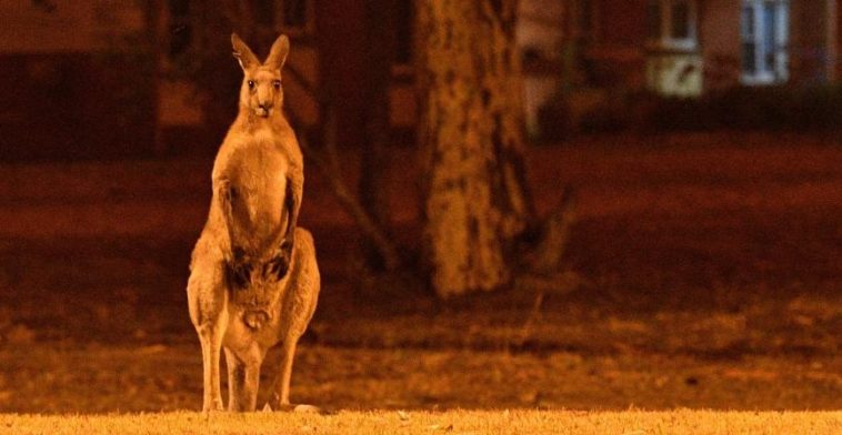 Un demi milliard d'animaux sont déjà morts dans les incendies en Australie