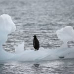 L'Antarctique enregistre la température la plus chaude jamais enregistrée : 18,3 ° C