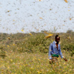 La Somalie déclare "l'urgence nationale" après une invasion de criquets pèlerins