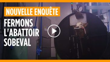 Les images choquantes d'un abattoir de Dordogne