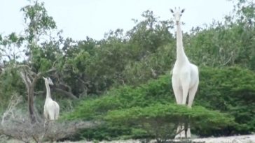 Extinction. La dernière girafe blanche femelle tuée par des braconniers au Kenya