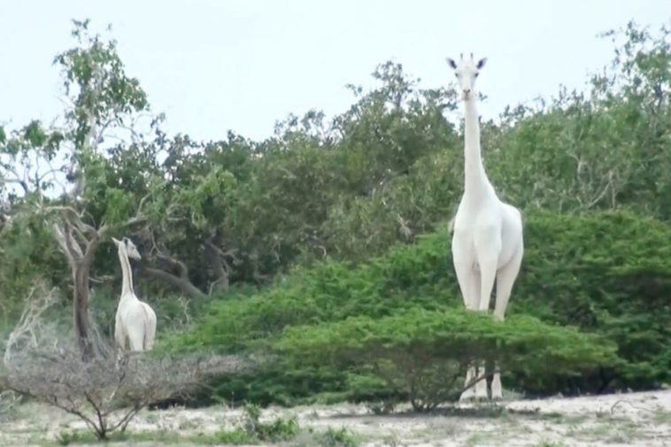 Extinction. La dernière girafe blanche femelle tuée par des braconniers au Kenya